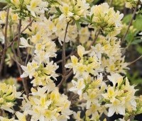 Rhododendron (AP)  'Daviesii' - Azalea 'Daviesii' - 4