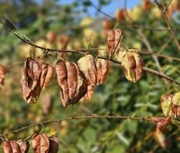 Koelreuteria paniculata - Chinese vernisboom - 4