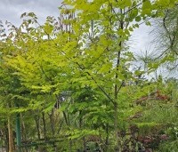 Gymnocladus dioica - Doodsbeenderenboom - 1