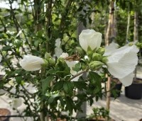 Hibiscus syriacus 'White Chiffon' - Opgaande Hibiscus met witte bloei - 1