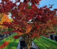 Acer palmatum 'Katsura' - Japanse Esdoorn 'Katsura'  - 1