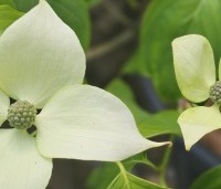 Cornus kousa 'China Girl' - Japanse grootbloemige kornoelje - 2