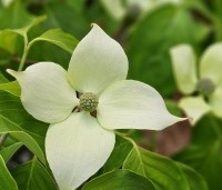 Cornus kousa 'China Girl' - Japanse grootbloemige kornoelje - 3