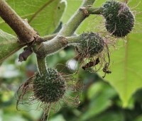 Broussonetia papyrifera - Papiermoerbei - 3