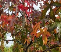 Liquidambar styraciflua - Amberboom - 3