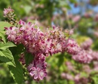 Deutzia hybrida 'Strawberry Fields' - Bruidsbloem  'Strawberry Fields' - 1