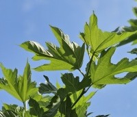 Morus alba 'Macrophylla' - Witte moerbei - 1