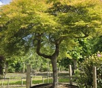 Acer palmatum 'Dissectum' - Japanse esdoorn 'Dissectum' - 1