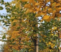 Carpinus betulus - Haagbeuk - 1