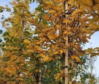 Carpinus betulus - Haagbeuk - hoogstambomen najaar 2025