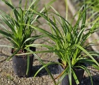 Carex morrowii 'Irish Green' per kist á 24 st. - Japanse Zegge 'Irish Green' - 2