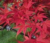 Acer palmatum 'Fireglow' - Japanse Esdoorn 'Fireglow' - 3