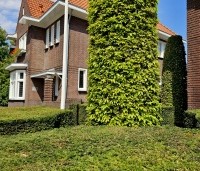 Carpinus betulus - Haagbeuk - 2