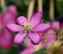 Clematis 'Ville de Lyon' roze bloemen