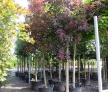 Royal Purple als boomvorm in container
