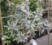 Salix Helvetica