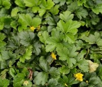 Waldsteinia ternata - Gele Aardbei - 2