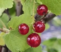 Ribes rubrum 'Jonkheer van Tets' - Rode bes 'Jonkheer van Tets' - 1