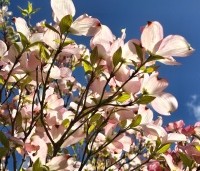 Cornus florida 'Rubra' - Amerikaanse Kornoelje - 3