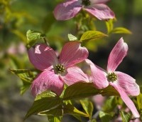 Cornus florida 'Rubra' - Amerikaanse Kornoelje - 2