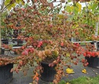 Parrotia persica - Perzisch IJzerhout - 2