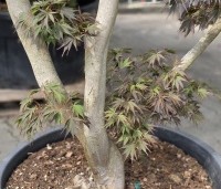Acer palmatum 'Matsukaze' - Japanse esdoorn - 8