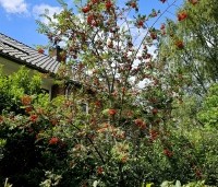 Sorbus aucuparia - Lijsterbes - 1
