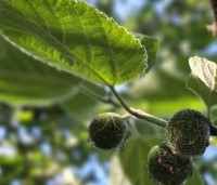 Broussonetia papyrifera - Papiermoerbei - 3