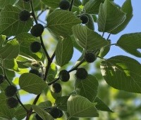Broussonetia papyrifera - Papiermoerbei - 4