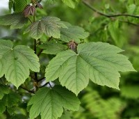 Acer pseudoplatanus - Gewone esdoorn - 1
