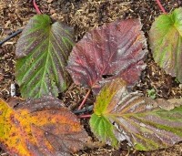 Davidia involucrata 'Sonoma' - Vaantjesboom 'Sonoma' - 1