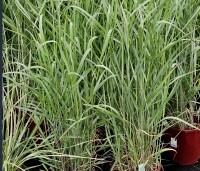 Panicum virgatum 'Prairie Sky' - Vingergras 'Prairie Sky' - 1