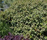 Elaeagnus ebbingei - Olijfwilg - combinatie met Cotinus en Miscanthus sinensis