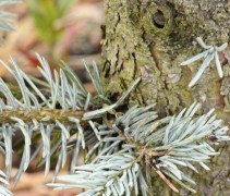 Picea pungens 'Koster' stam