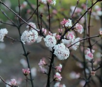 Viburnum farreri bloeiwijze