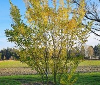 Ligustrum ovalifolium - Haagliguster - blad in december