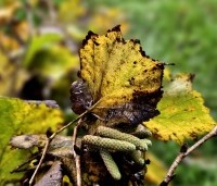 Corylus colurna - Turkse hazelaar - 1