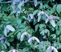 Clematis alpina bloeiwijze (Bosrank)