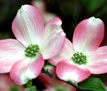 Cornus Florida Rubra