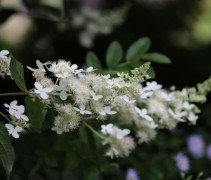 Pluimhortensia 'Kyushu' met bloemen