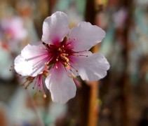 Prunus Dulcis