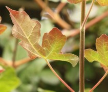 'Red shine' blad