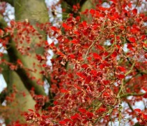 Fagus sylvatica 'Atropunicea'