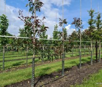 Juglans regia 'Purpurea'  op de kwekerij van Ten Hoven Bomen 2023