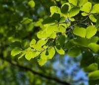 Fagus sylvatica - Groene beuk - 6