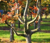 Fagus sylvatica 'Atropunicea'