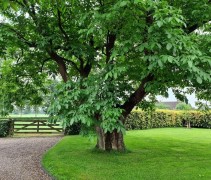 Juglans regia