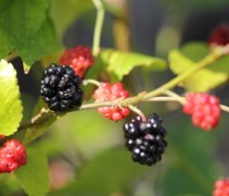 Morus Mojo Berry