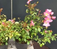 Rosa 'Fortuna' - Heesterroos Fortuna' - 1