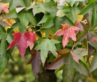 Liquidambar styraciflua - Amberboom - 1